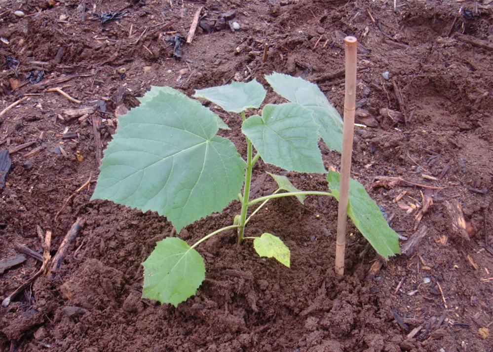 植え付けられた早成桐の苗